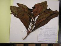 Herbarium sample